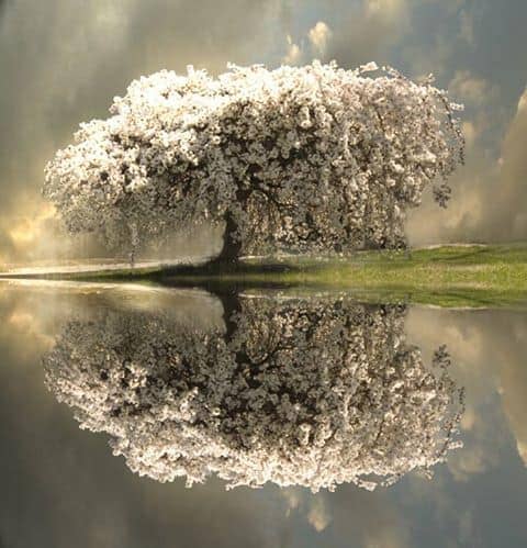 albero fiori di ciliegio a specchio