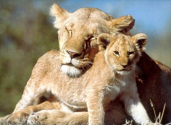 Baby Lions With Their Mothers 1